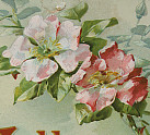 Klein Briar Roses Chromo Print (pg197)