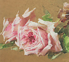 Rare and Original Catherine Klein Roses (pg532)